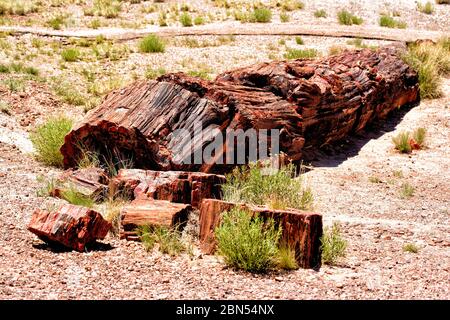 A large segment of a petrified tree trunk. Stock Photo