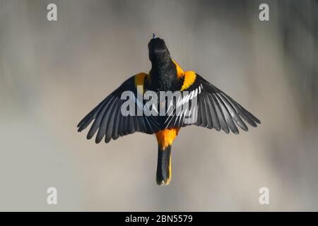 Baltimore Oriole Male in flight Stock Photo