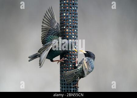 Starlings fighting on bird feeder over food Stock Photo