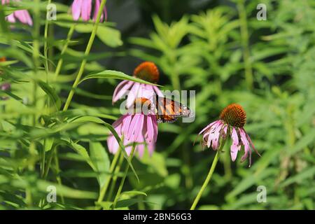 A Monarch butterfly alighting upon a purple coneflower in a garden in the summer in Wisconsin, USA Stock Photo