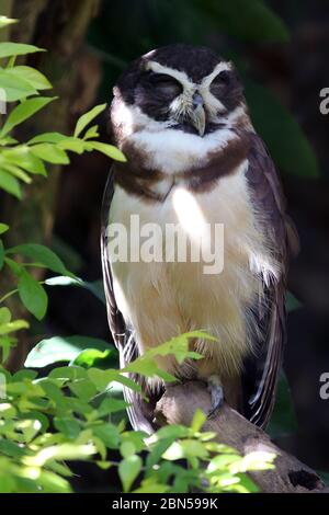 photo of a Tawny-browed Owl (Pulsatrix koeniswaldiana) with closed eyes taken in the state of Bahia; Brazil Stock Photo