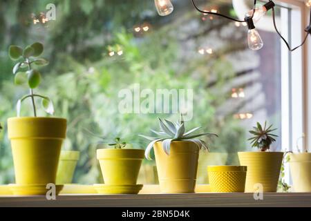 Succulent houseplants in yellow pots in a row in a window. Stock Photo