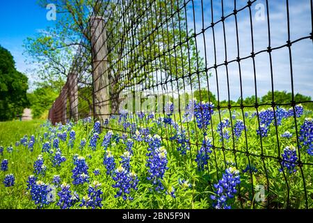Bluebonnets blooming along country road and fence in Texas spring