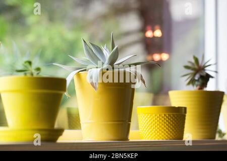 A row of plants in yellow pots in a window. Stock Photo