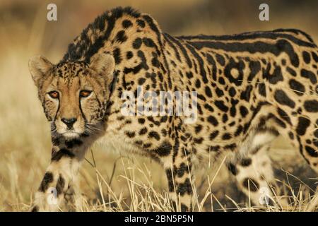 Rare female King Cheetah stalking South Africa Stock Photo