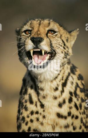 Rare adult female King Cheetah showing aggression by snarling South Africa Stock Photo