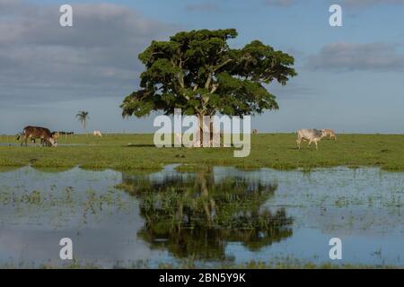 Bento Goncalves, Rio Grande do Sul, Brazil - October 18, 2015: Tree amid the flooded field and cattle grazing in the interior of Rio Grande do Sul Stock Photo