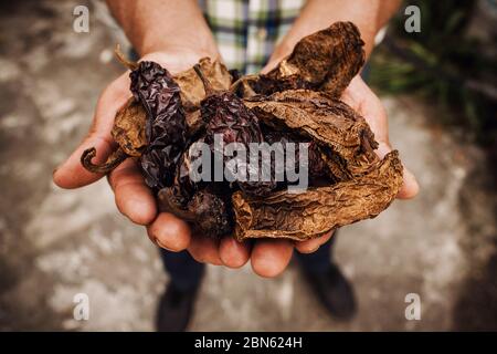 chile Chipotle, mexican dried chili pepper, Assortment of chili peppers in farmer Hands in Mexico Stock Photo