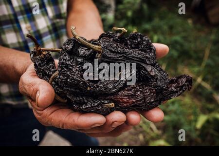 chile ancho, mexican dried chili pepper, Assortment of chili peppers in farmer Hands in Mexico Stock Photo