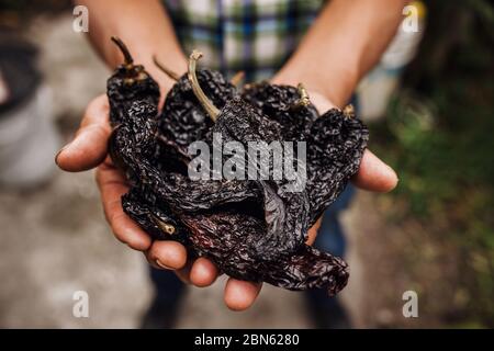 chile ancho, mexican dried chili pepper, Assortment of chili peppers in farmer Hands in Mexico Stock Photo