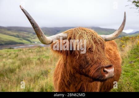 Scottish Highland Cow in Isle of Skye, United Kingdom Stock Photo