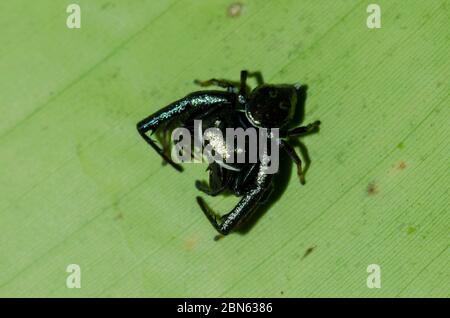 Mangrove Jumping Spider, Ligurra latidens, on leaf, Klungkung, Bali, Indonesia Stock Photo