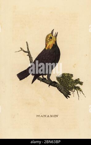 Golden-headed manakin (Ceratopipra erythrocephala), 1856 illustration ...