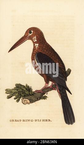 White-throated kingfisher, Halcyon smyrnensis. Great kingfisher. Handcoloured woodblock engraving after George Edwards Edward Donovan from The Natural History of Birds, published by Brightly and Childs, Bungay, Suffolk, 1815. Charles Brightly established a printing and stereotype foundry in Bungay in 1795 and went into partnership with nonconformist radical printer John Firby Childs in 1808. Stock Photo