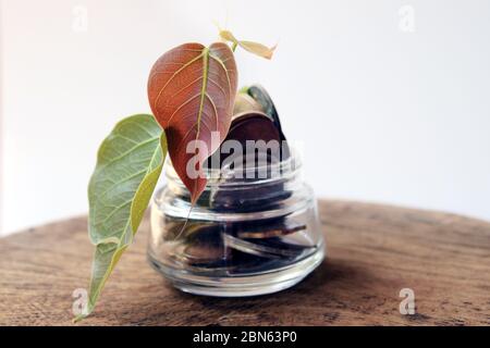 Coins in a bottle and the green tree, Represents the financial growth. The more money you save, the more you will get. Concept of money saving. Stock Photo