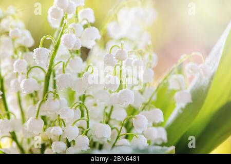 Close up of lily of the valley flowers blossom. Stock Photo
