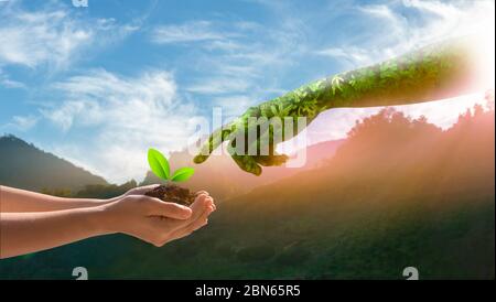 environment Earth Day Hands from nature. Girl hands holding trees growing on nature mountain background.  Ecology and Nature concept. Stock Photo