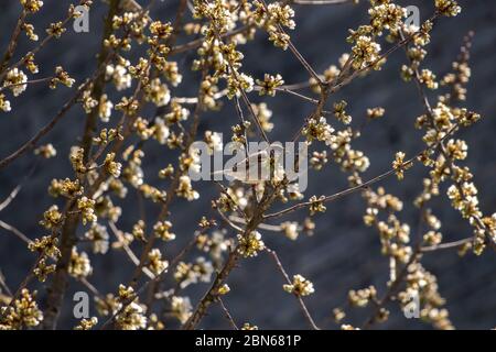 Blooming wooden branch with house sparrow on it Stock Photo