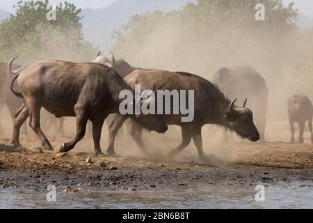 Huge herd of african buffalos drinking at a waterhole near Kavinga Lodge, Zimbabwe Stock Photo