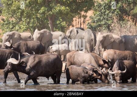 Huge herd of african buffalos drinking at a waterhole near Kavinga Lodge, Zimbabwe Stock Photo