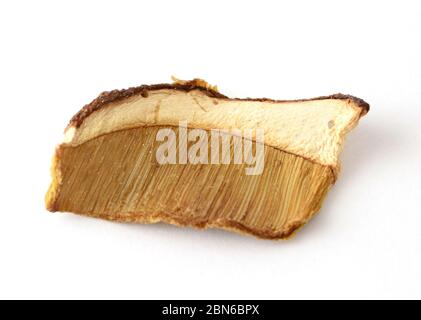 One sliced piece of dried edible forest mushroom on white. Stock Photo