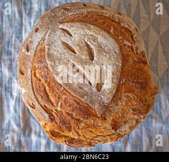Freshly made Sourdough bread. The freshly made sourdough loaf sits a cloth covered table in a rustic kitchen. The bread has a golden crusty outside. Stock Photo