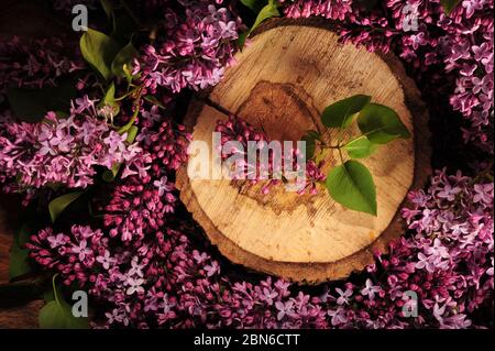 Beautiful slice of tree trunk surrounded by purple lilacs. Small twig of lilac and green leaves resting on piece of wood. Horizontal photo. Stock Photo