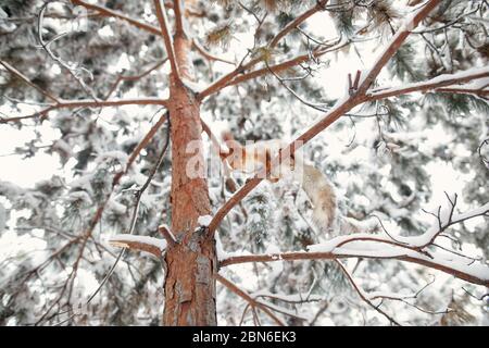 Red squirrel is sitting on the branch of pine tree at winter snowy forest on Christmas time Stock Photo