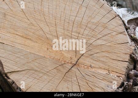 woodgrain Stock Photo