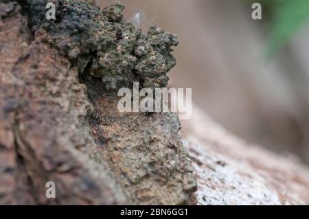 close up of bark Stock Photo