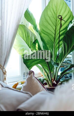 Big green leafs in elegant living room interior, Living room decorated with trees Stock Photo