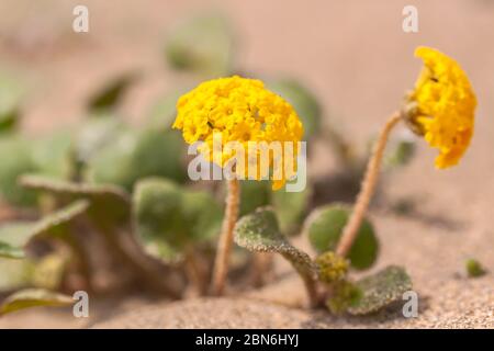 Yellow Sand Verbena (Abronia latifolia), Point Reyes National Seashore, California, United States. Stock Photo