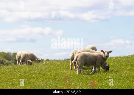 Sheep grazing on lush green grass in the sun Stock Photo