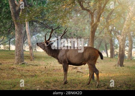 Male sambar Rusa unicolor deer in Ranthambore National Park, Rajasthan, India Stock Photo
