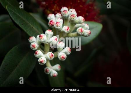 Pohutukawa flower buds starting to open. The Pohutukawa flowering in early summer which is also called New Zealand Christmas tree. Stock Photo