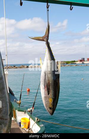 Freshly caught Yellow fin Tuna, Cook Islands Stock Photo