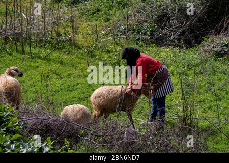 Khizana rural area, Chefchaouen, Morocco - February 26, 2017: Moroccan shepherd woman tending her sheep Stock Photo
