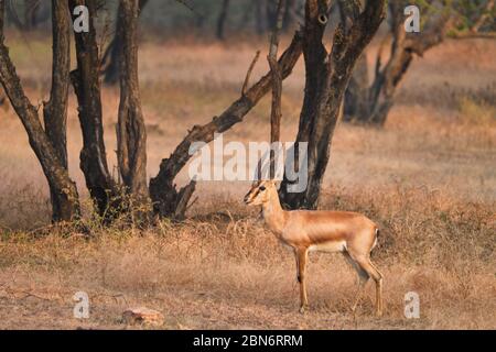 Indian bennetti gazelle or chinkara in Rathnambore National Park, Rajasthan, India Stock Photo