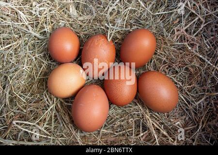 Nest of free range hens eggs laid in a nesting box of hay. North Yorkshire, UK. Stock Photo