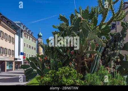 Flowerbed full of cactus in the central square of Lienz Stock Photo
