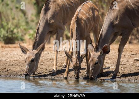 Greater kudus drinking at Kavinga waterhole, Zimbabwe Stock Photo