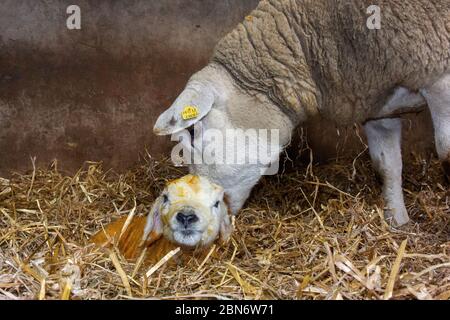 Texel ewe with newborn lamb, inside on straw. North Yorkshire, UK. Stock Photo
