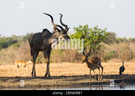 Greater kudus drinking at Kavinga waterhole, Zimbabwe Stock Photo