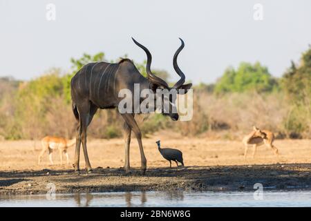Greater kudus drinking at Kavinga waterhole, Zimbabwe Stock Photo