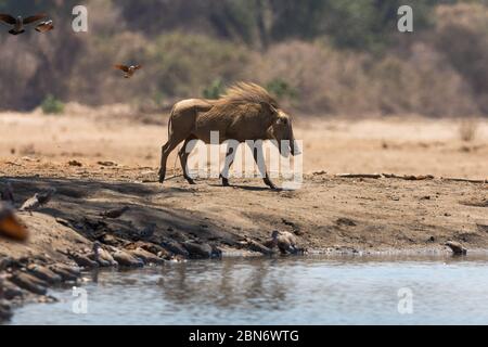 Common warthogs at Kavinga water hole, Zimbabwe Stock Photo