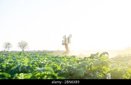 Farmer spraying plants with pesticides in the early morning. Protecting against insect and fungal infections. Agriculture and agribusiness, agricultur Stock Photo