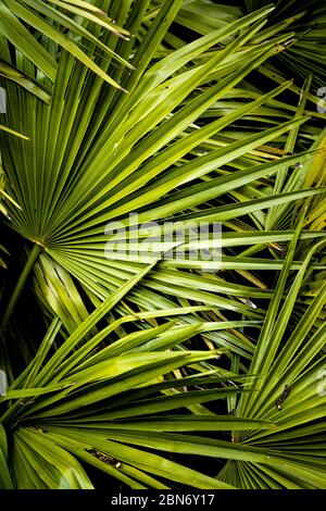 Trachycarpus fortunei growing in Trenance garden in Newquay in Cornwall. Stock Photo