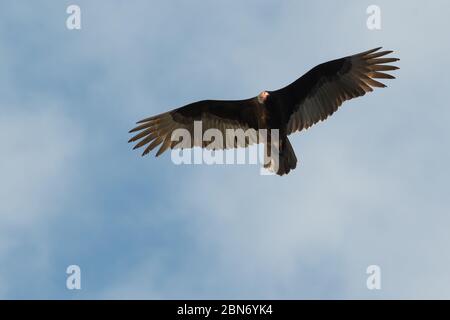 Turkey vulture (Cathartes Aura) Flying, Costa Rica Stock Photo