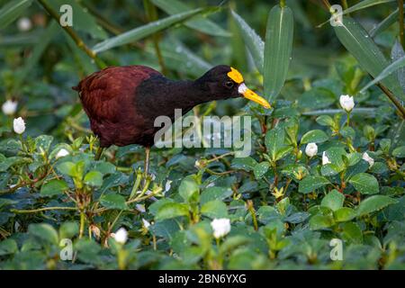 Northern Jacana (Jacana spinosa), Costa Rica Stock Photo