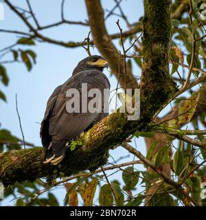 Common Black-Hawk (Buteogallus anthracinus), Costa Rica Stock Photo